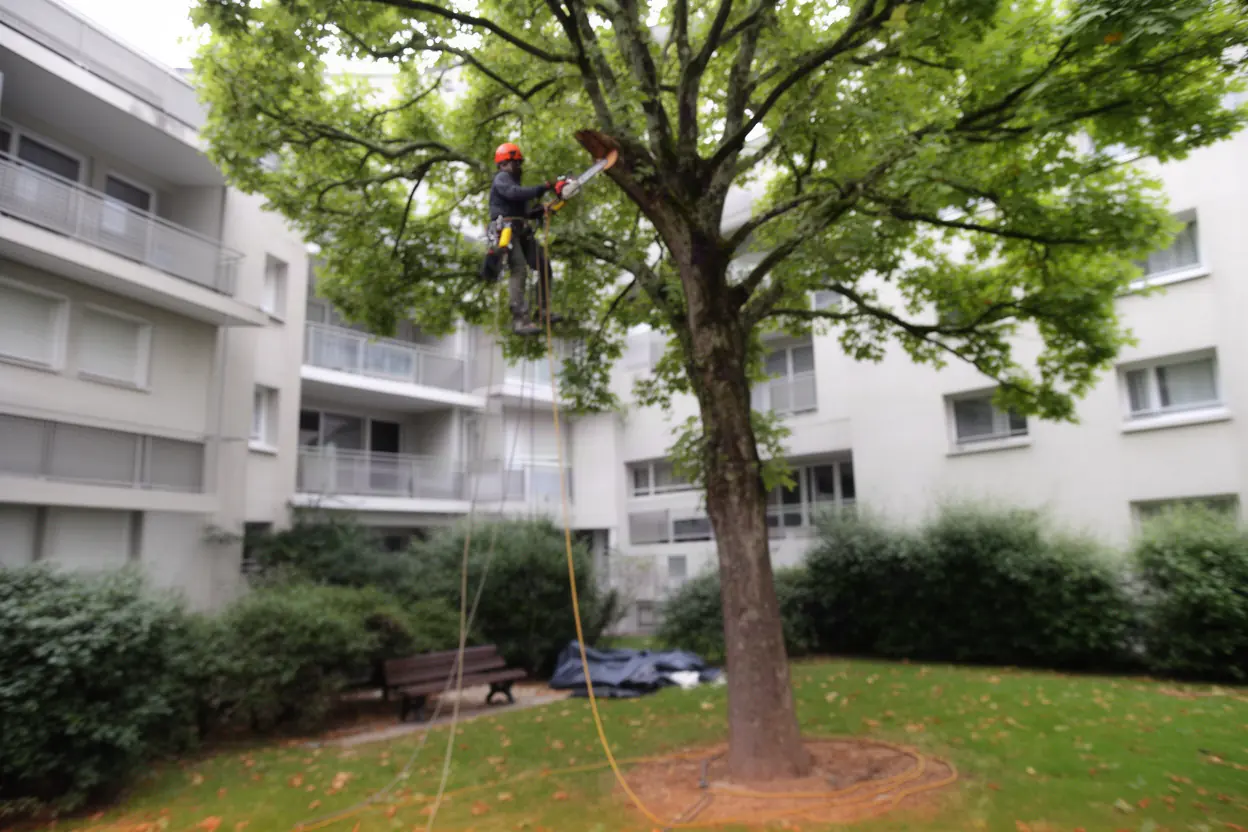 Élagueur taillant un arbre adulte dans un jardin à Meylan